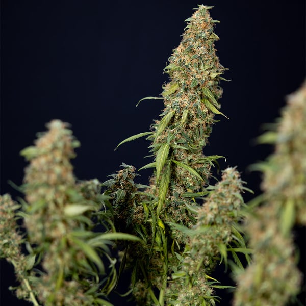 Trainwreck Automatic (Zamnesia Seeds) Feminized
