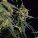 Trainwreck Automatic (Zamnesia Seeds) Feminized
