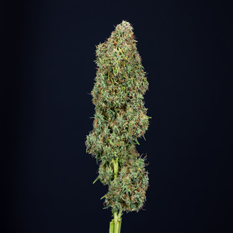 Trainwreck Automatic (Zamnesia Seeds) Feminized