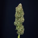 Trainwreck Automatic (Zamnesia Seeds) Feminized