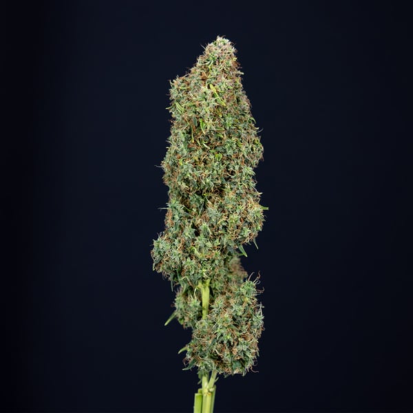 Trainwreck Automatic (Zamnesia Seeds) Feminized
