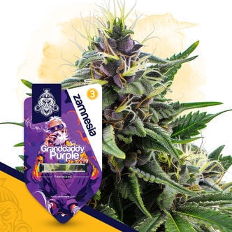 Granddaddy Purple (Zamnesia Seeds) Feminized