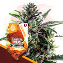 Critical Mass Automatic (Zamnesia Seeds) Feminized