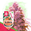 Georgia Pie (Zamnesia Seeds) Feminized