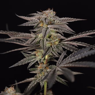 Georgia Pie (Zamnesia Seeds) Feminized