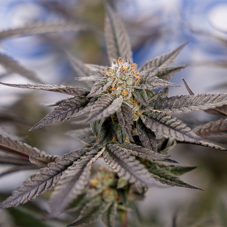 Georgia Pie (Zamnesia Seeds) Feminized