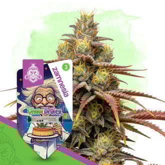 Chem Brulee Automatic (Zamnesia Seeds) Feminized
