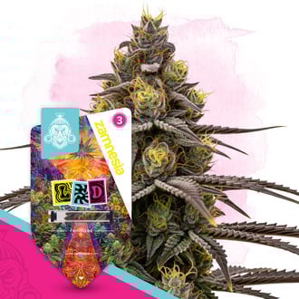 LSD (Zamnesia Seeds) Feminized