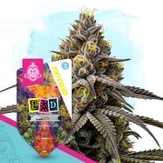 LSD Automatic (Zamnesia Seeds) Feminized