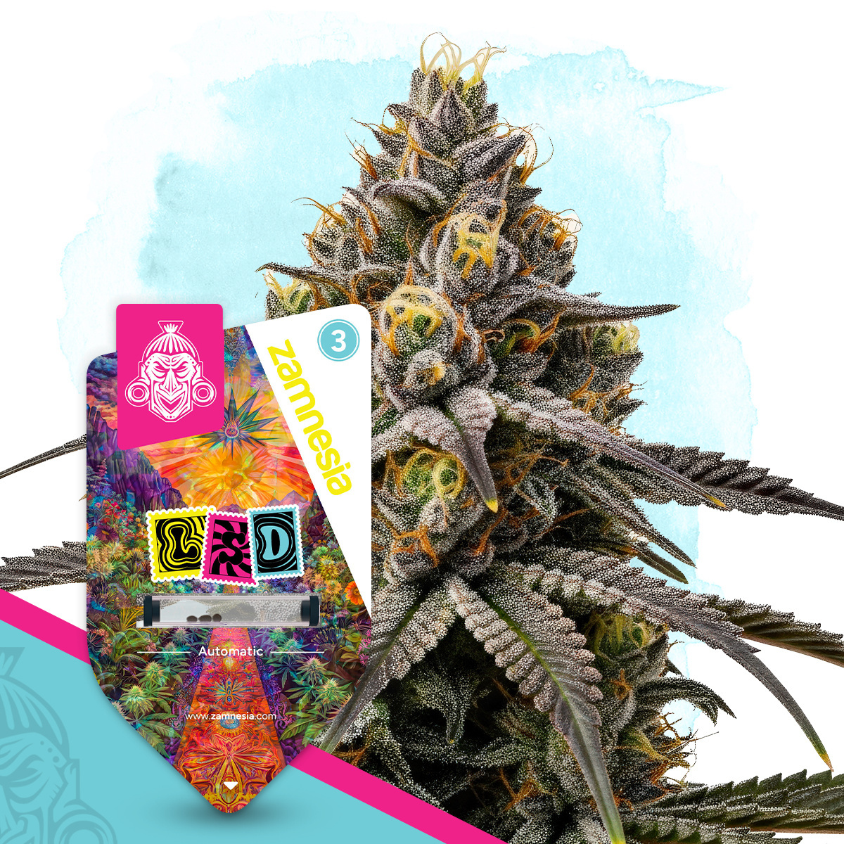zamnesia-seeds-lsd-autoflower.jpg