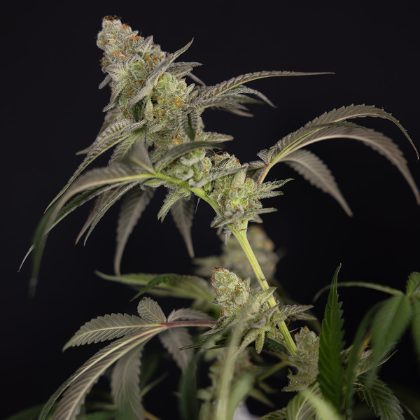 LA Kush Cake (Zamnesia Seeds) Feminized