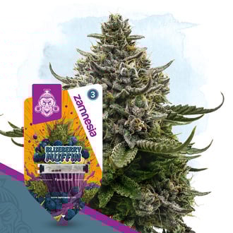 Blueberry Crumble (Zamnesia Seeds) feminized