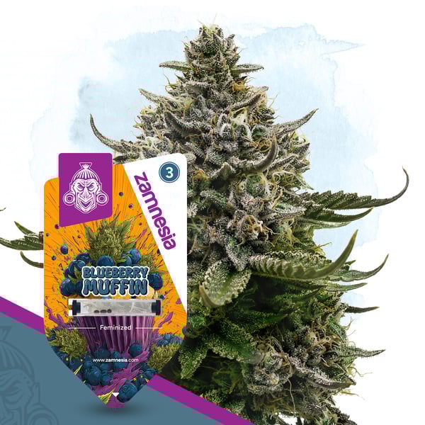 Blueberry Muffin (Zamnesia Seeds) feminized