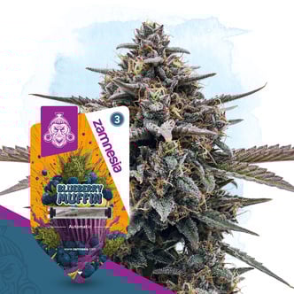 Blueberry Crumble Automatic (Zamnesia Seeds) feminized