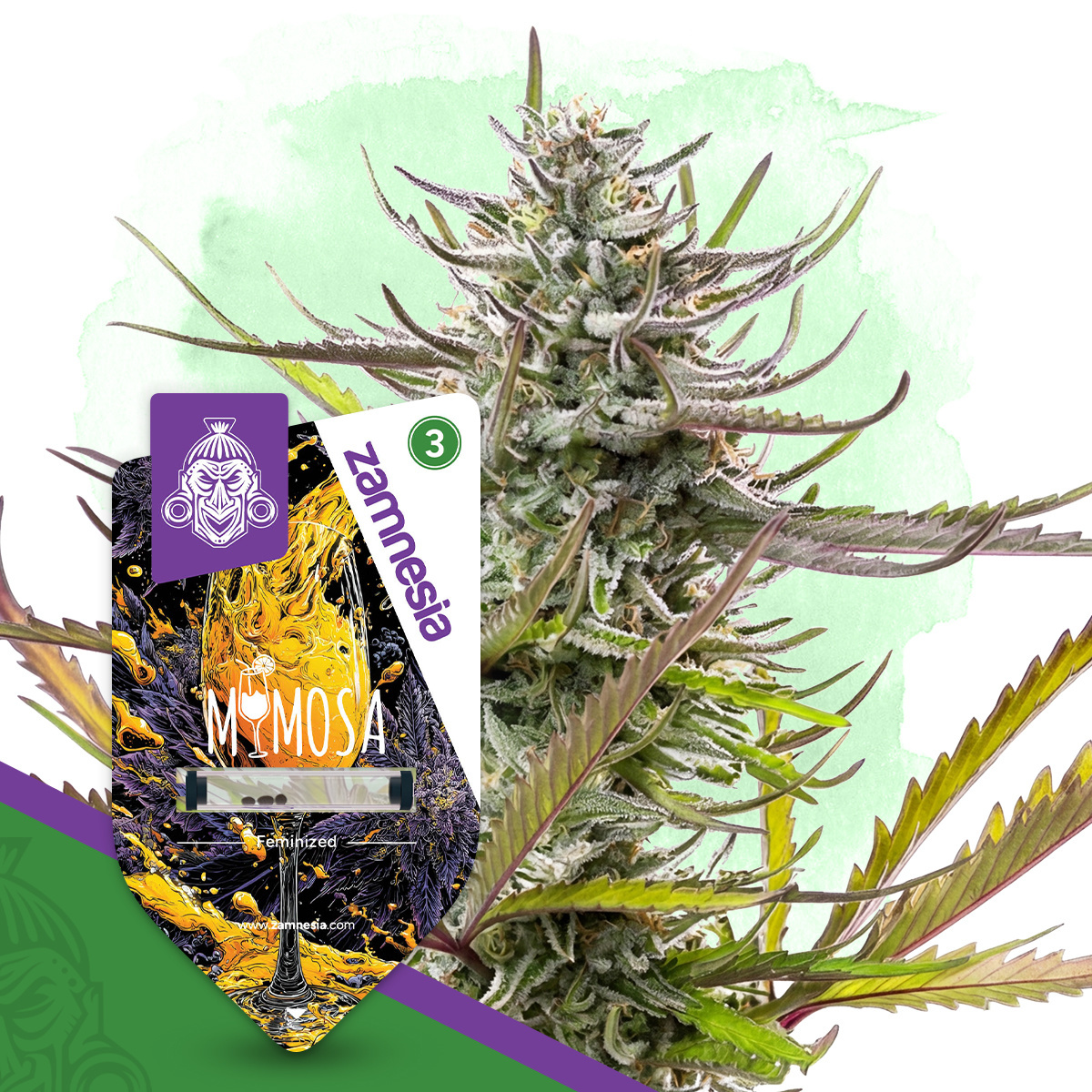 Mimosa zaden kopen | Snelbloeiende citrus hybride