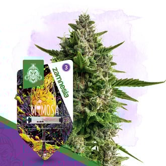 Mimosa Automatic (Zamnesia Seeds) feminized