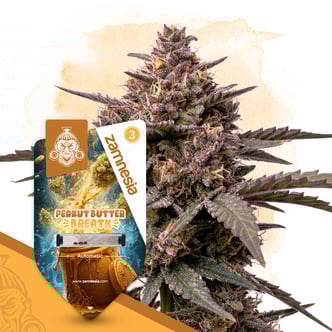 Peanut Butter Breath Automatic (Zamnesia Seeds) feminized