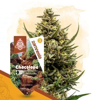 Chocolope (Zamnesia Seeds) feminized