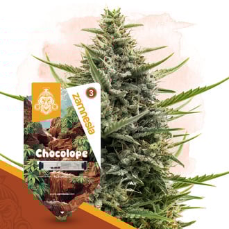Chocolope Automatic (Zamnesia Seeds) feminized
