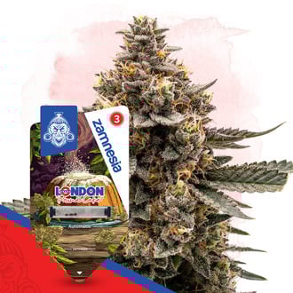 London Pound Cake Automatic (Zamnesia Seeds) Feminized