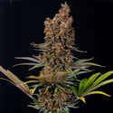 Black Runtz (Zamnesia Seeds) Feminized