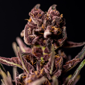 Purple Urkle (Zamnesia Seeds) Feminized