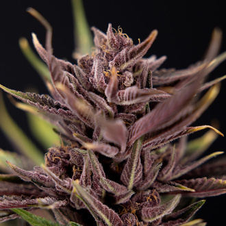 Purple Urkle (Zamnesia Seeds) Feminized