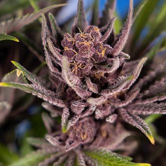 Purple Urkle (Zamnesia Seeds) Feminized