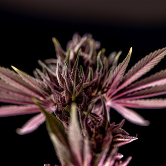 Purple Urkle (Zamnesia Seeds) Feminized
