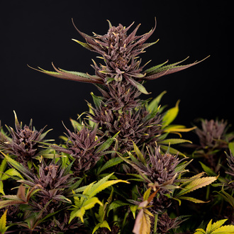 Purple Urkle (Zamnesia Seeds) Feminized