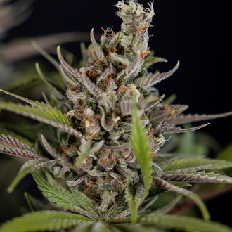 Purple Urkle (Zamnesia Seeds) Feminized