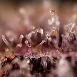 Purple Urkle (Zamnesia Seeds) Feminized