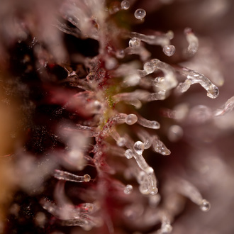 Purple Urkle (Zamnesia Seeds) Feminized