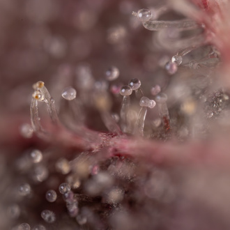 Purple Urkle (Zamnesia Seeds) Feminized