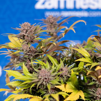 Slurricane (Zamnesia Seeds) Feminized