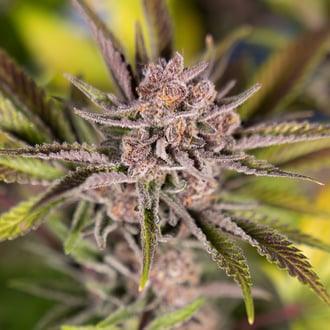 Slurricane (Zamnesia Seeds) Feminized