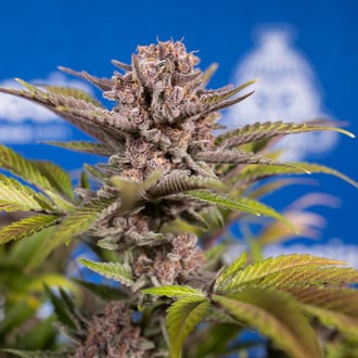 Slurricane (Zamnesia Seeds) Feminized