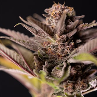 Slurricane (Zamnesia Seeds) Feminized