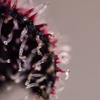 Slurricane (Zamnesia Seeds) Feminized