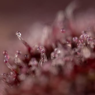 Slurricane (Zamnesia Seeds) Feminized