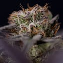 Black Diamond (Zamnesia Seeds) Feminized