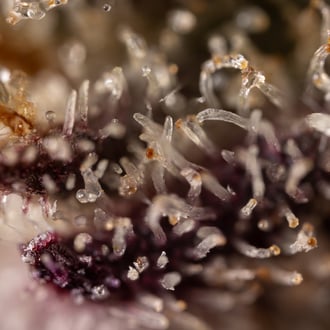 Black Diamond (Zamnesia Seeds) Feminized