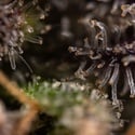 Black Diamond (Zamnesia Seeds) Feminized