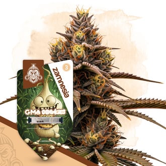 GMO Cookies Automatic (Zamnesia Seeds) Feminized