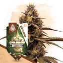 GMO Cookies Automatic (Zamnesia Seeds) Feminized