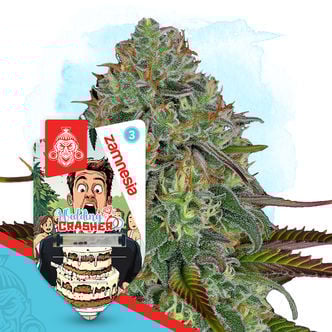Wedding Crasher Automatic (Zamnesia Seeds) Feminized