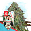 Wedding Crasher Automatic (Zamnesia Seeds) Feminized