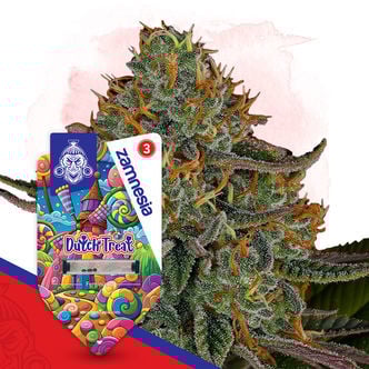 Dutch Treat (Zamnesia Seeds) Feminized