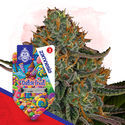 Dutch Treat (Zamnesia Seeds) Feminized