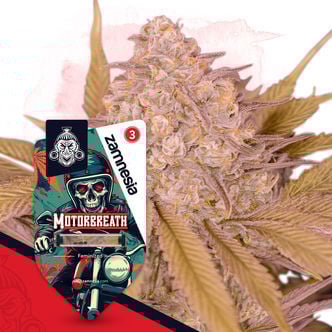 Motorbreath (Zamnesia Seeds) Feminized
